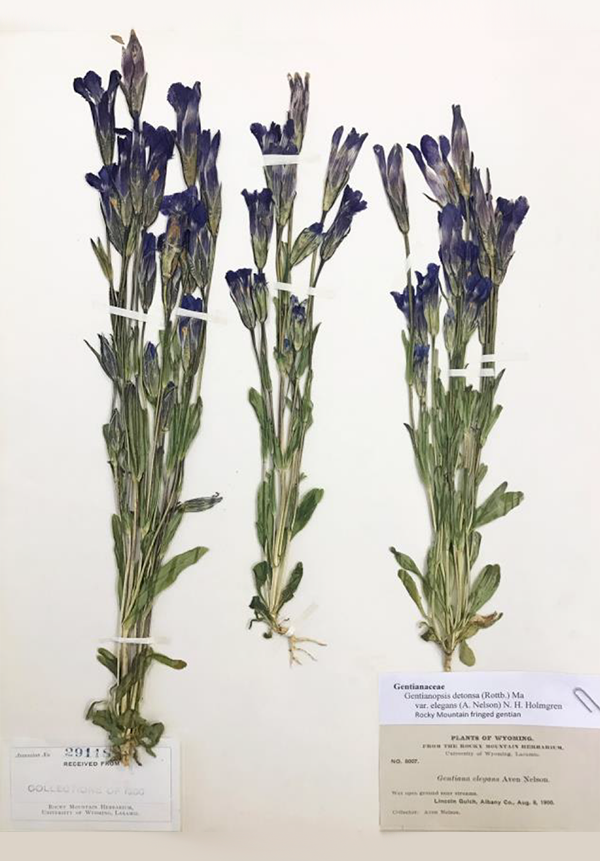 A specimen  of Rocky Mountain fringed gentian collected by Aven Nelson in 1900